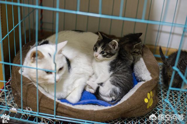 来养一只电子宠物猫:养了一只有「小心机」的猫/狗，是一种怎样的体验？