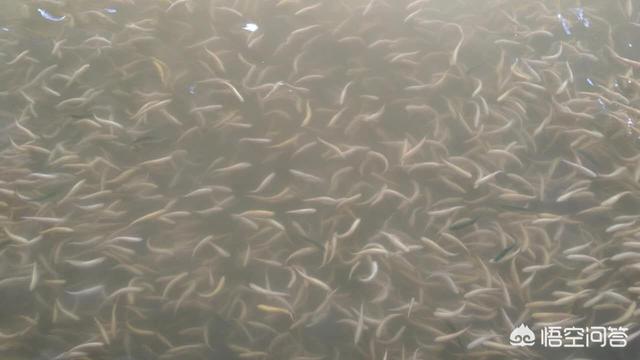 竹节虫是否是益虫:如何避免池塘的鱼被蜻蜓幼虫侵害？