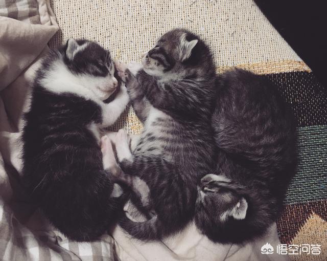 耐威克猫粮怎么样:淘宝上那些很便宜的猫粮靠不靠谱？