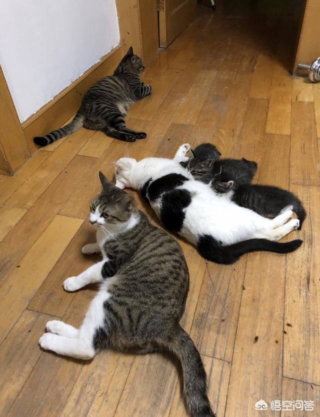 耐威克猫粮怎么样:淘宝上那些很便宜的猫粮靠不靠谱？
