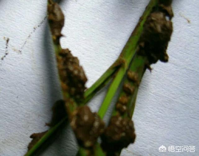 骨包虫图片:水稻田里的负泥虫如何防治？危害大吗？