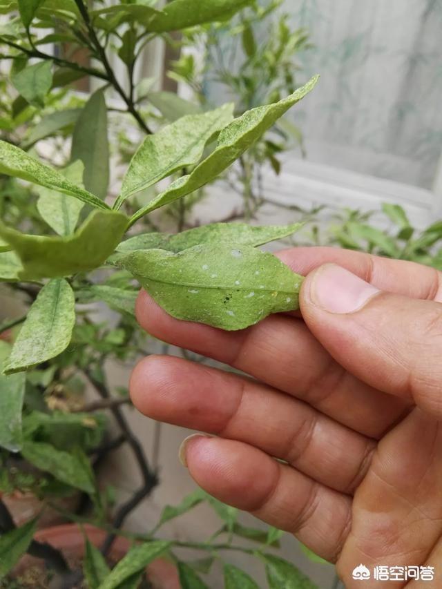 头条问答 - 山东地区多年的金桔树,最近开始叶面卷曲发白,是病虫害吗?