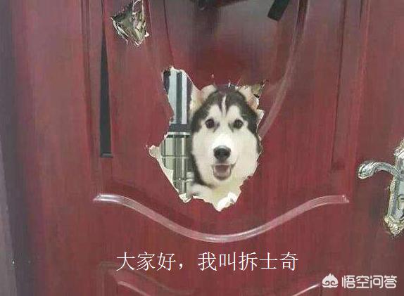 中国哈士奇论坛关了吗:狼和哈士奇关在一起，狼会觉得哈士奇是同类吗？为什么？