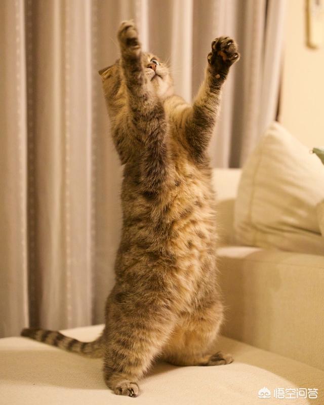 猫指甲套对猫的危害是什么:如果猫剪了指甲，对猫有什么影响？