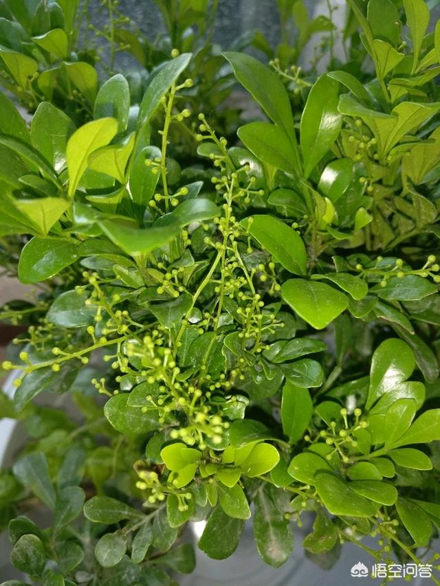 米兰花有毒:米兰花有毒吗可以放在卧室吗 米兰开花期能搬到室内养吗？