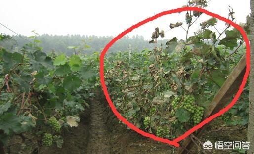 葡萄叶子发灰出现铁锈斑、枯萎等现象，是什么情况？