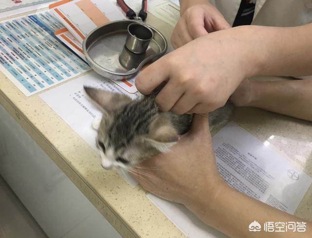 接小猫回家要隔离多久:成猫和幼猫可以一起养么？