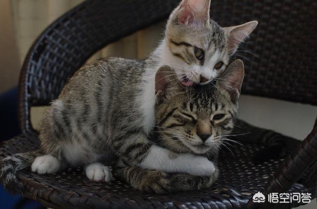 接小猫回家要隔离多久:成猫和幼猫可以一起养么？