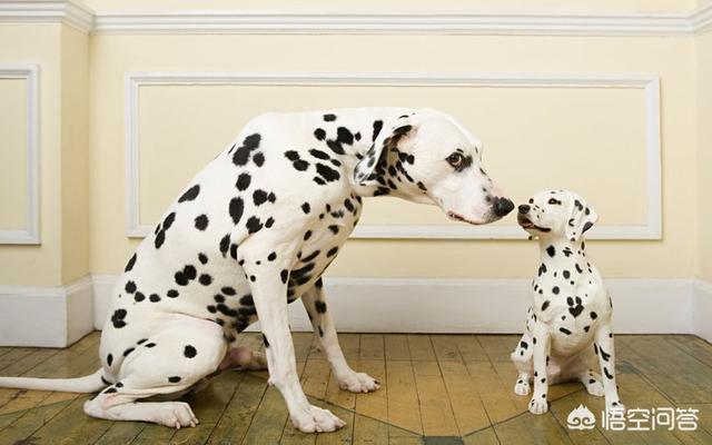 皇家狗粮a3怎么看真假:好的狗粮如何鉴别质量与真假？