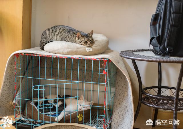 公猫母猫:公猫母猫哪个好养 公猫和母猫，哪个更粘自己的主人？为什么？