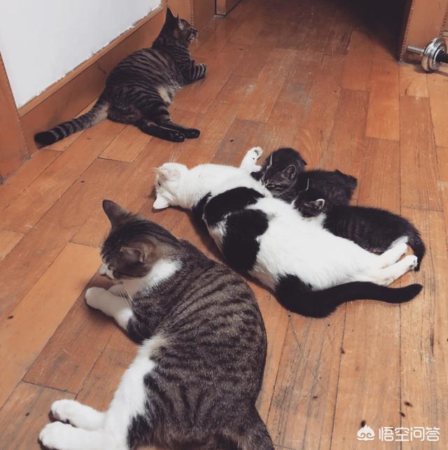 公猫母猫:公猫母猫哪个好养 公猫和母猫，哪个更粘自己的主人？为什么？