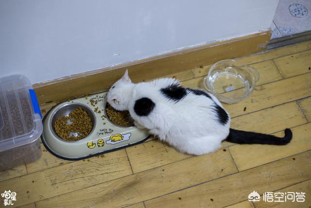 来养一只电子宠物猫:养了一只有「小心机」的猫/狗，是一种怎样的体验？