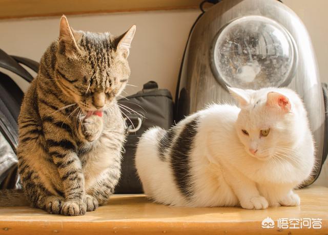 来养一只电子宠物猫:养了一只有「小心机」的猫/狗，是一种怎样的体验？