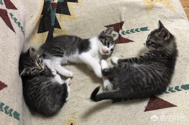 来养一只电子宠物猫:养了一只有「小心机」的猫/狗，是一种怎样的体验？