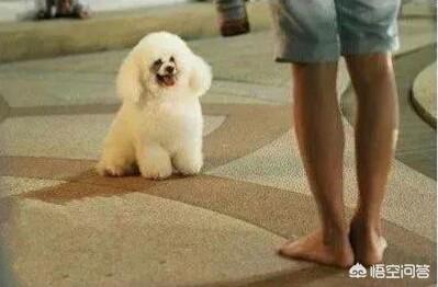 泰迪犬价格:养只泰迪每月需要花费多少钱？ 泰迪犬价格多少钱一只