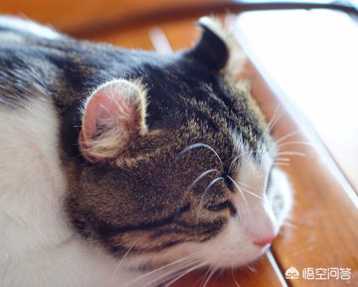 折耳猫踩奶是什么意思:猫咪喜欢蹭来蹭去的是什么原因？