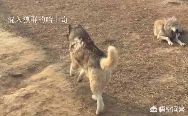 中国哈士奇论坛关了吗:狼和哈士奇关在一起，狼会觉得哈士奇是同类吗？为什么？