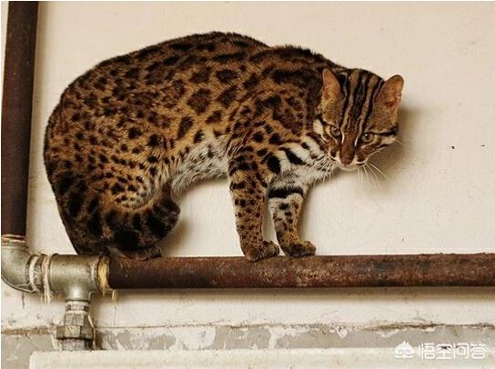 野生豹猫:狸花猫打的过野生豹猫吗？为什么？