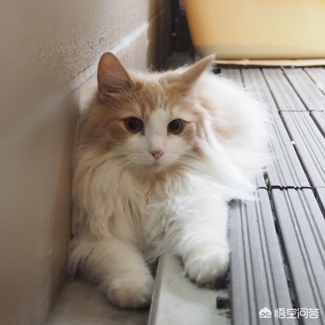 伯爵养猫记:你觉得猫咪最害怕主人对它做哪些事？