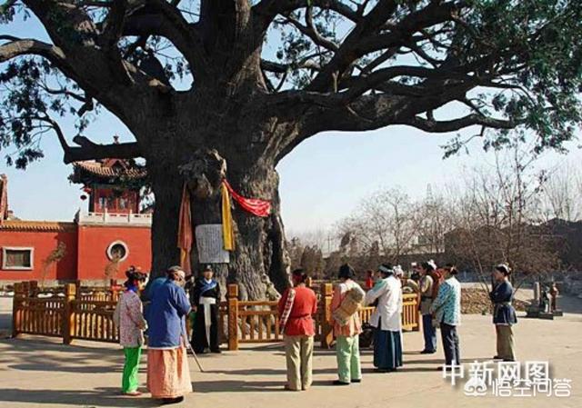 古槐树的灵异事件:为什么大多的数农村里都有几棵老槐树呢？