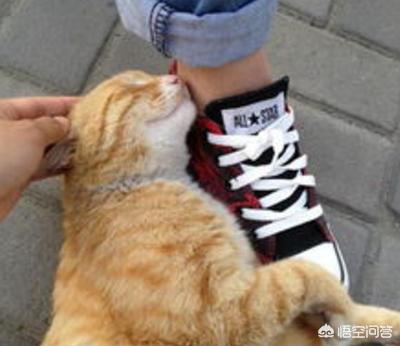猫一直想踩奶是什么意思:猫咪喜欢蹭来蹭去的是什么原因？