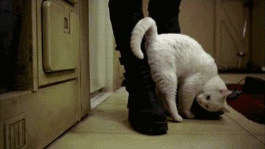 猫一直想踩奶是什么意思:猫咪喜欢蹭来蹭去的是什么原因？