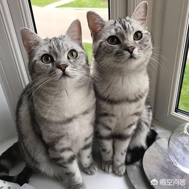 离家的猫的:猫咪长大了会离家出走吗？为什么？