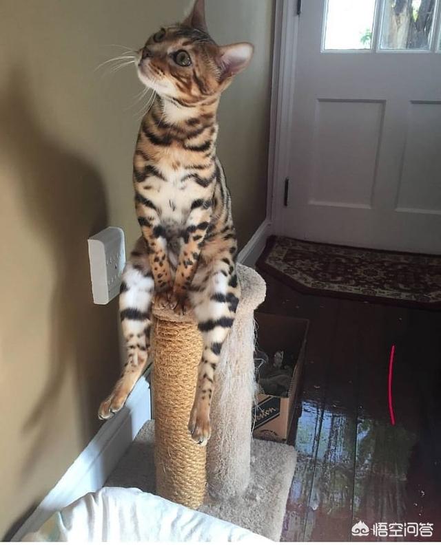 猫指甲套对猫的危害是什么:如果猫剪了指甲，对猫有什么影响？