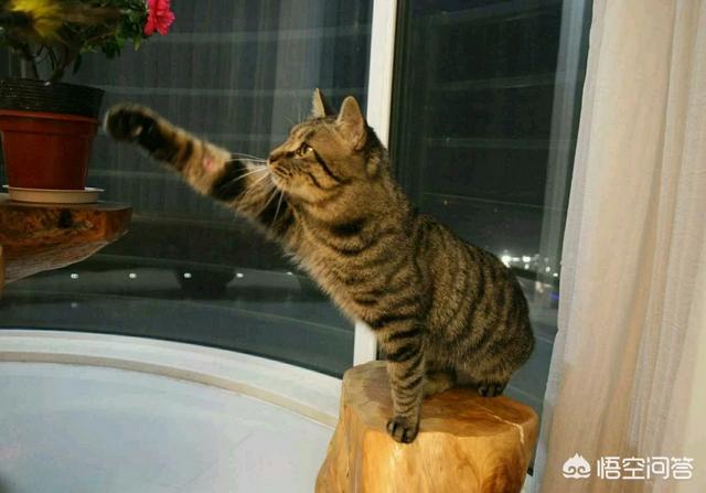 野生豹猫:狸花猫打的过野生豹猫吗？为什么？