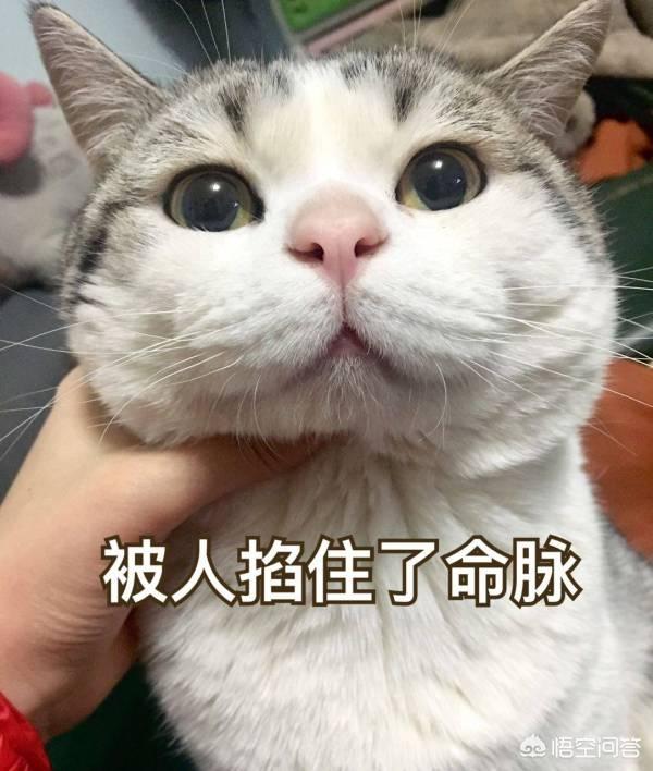 伯爵养猫记:你觉得猫咪最害怕主人对它做哪些事？