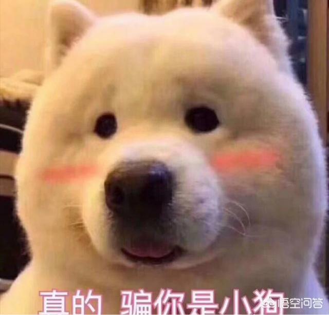 小区内狗厕所:小区电梯内狗尿味很臭，该怎么办？ 深圳公厕给狗洗澡