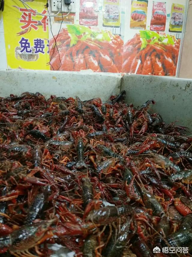 大理石纹螯虾好吃吗:龙虾繁殖能力很强，为什么很少有人养殖呢？
