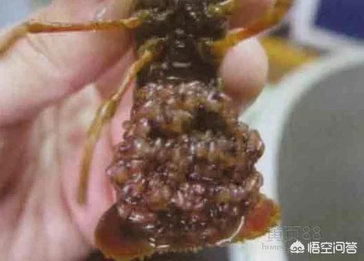 大理石纹螯虾:大理石纹鳌虾