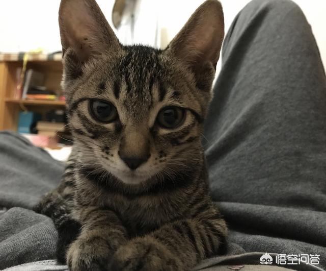 猫咪不乖 h:喵星人可以讨厌主人到什么程度？