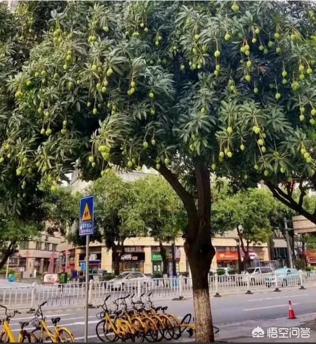 长芒杜英果实能吃吗:公路边树上的芒果可以吃吗？为什么？