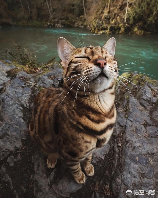 小野猫驯养手册在线:野猫不停繁殖，快要超过能力承受范围了，应该怎么办？