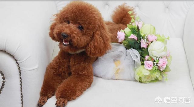 泰迪犬价格:养只泰迪每月需要花费多少钱？ 泰迪犬价格多少钱一只