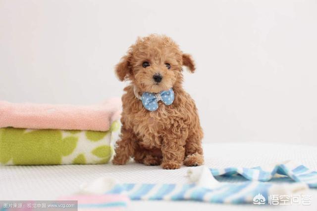 泰迪犬价格:养只泰迪每月需要花费多少钱？ 泰迪犬价格多少钱一只
