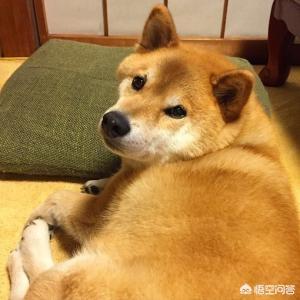 自制狗粮配方:你是怎么给狗狗自制狗粮的？