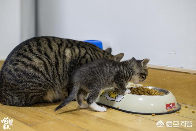 公猫母猫:公猫母猫哪个好养 公猫和母猫，哪个更粘自己的主人？为什么？