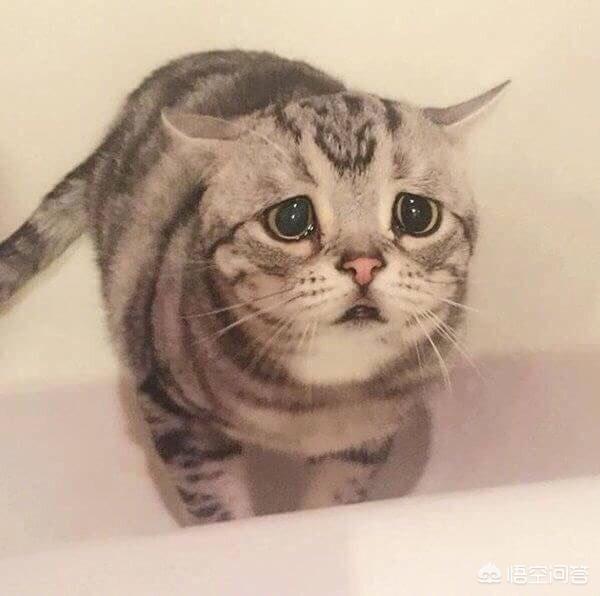 伯爵养猫记:你觉得猫咪最害怕主人对它做哪些事？
