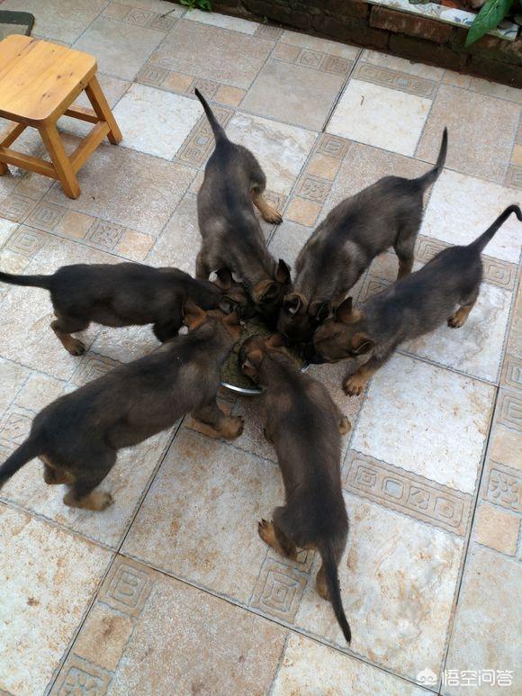 德牧和大丹犬配狗图片:世界上最大的是犬种可以和最小的犬种杂交吗？