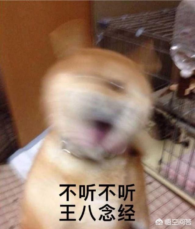小区内狗厕所:小区电梯内狗尿味很臭，该怎么办？ 深圳公厕给狗洗澡