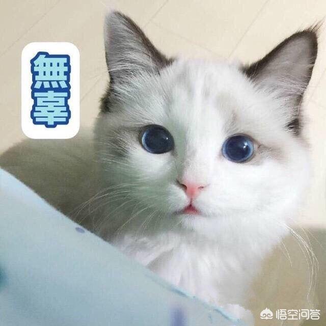 超萌猫猫动图:你家的猫会在床上睡觉吗？