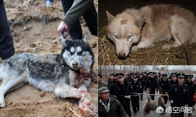 中国哈士奇论坛关了吗:狼和哈士奇关在一起，狼会觉得哈士奇是同类吗？为什么？