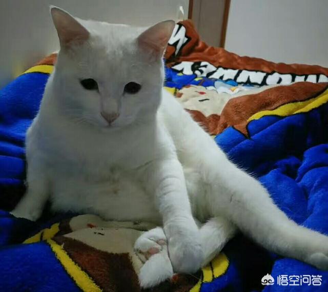 被猫抓出血了要打狂犬疫苗吗多少钱:摸了别人家的猫被抓伤流血，可以要求其主人赔偿打针的费用吗？