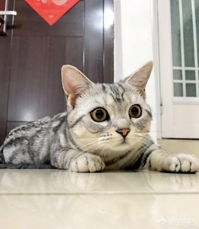 俏皮猫咪图片:都说猫咪高冷优雅，你养过逗比的猫咪吗？