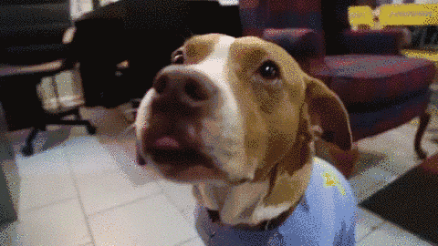狂犬病病毒可以在口腔内存活:狗嘴很脏吗？被狗舔一口有多危险？ 狂犬病毒在人的口腔里能存活多久