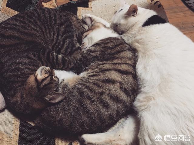 猫皮毛:如何让猫咪的毛长得更好更亮更光滑？
