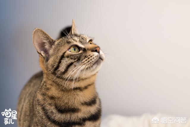 猫皮毛:如何让猫咪的毛长得更好更亮更光滑？